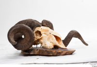  Skull Mouflon Ovis orientalis head horns skull 0021.jpg